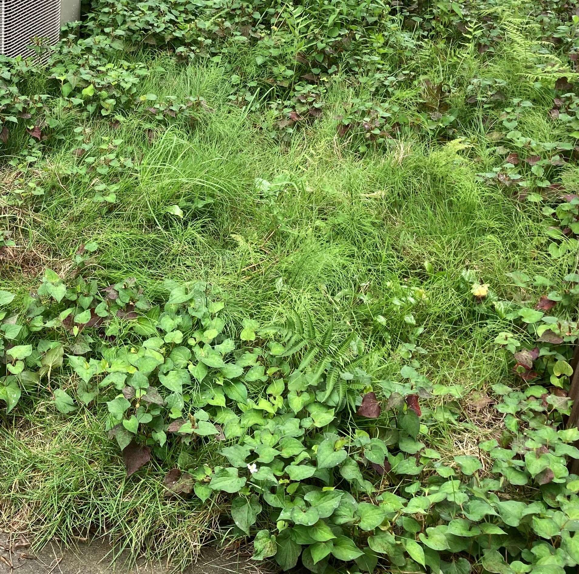 お庭の雑草を放置していませんか/人工芝専門の株式会社大地 藤沢市近隣の信頼度の高い人工芝施工会社として様々な施工